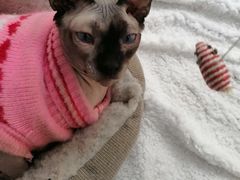 -李小姐の猫咖啡馆(五角场店)