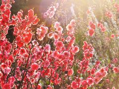 -桃花涧