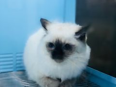 -十年猫舍·猫咪专门店(普陀店)