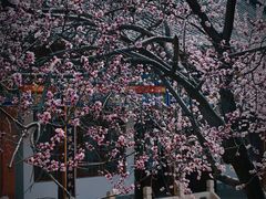 -桃花堤公园