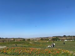 -空港花田景区