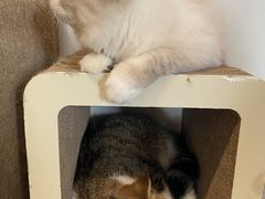 -瞄一喵猫咖(格力海岸店)