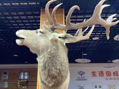 -北京鹿世界主题园