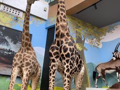 -陕西自然博物馆