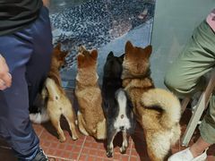 -柴犬高等学院·狗咖·柴犬售卖·宠物训练