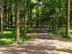 -黄海国家森林公园