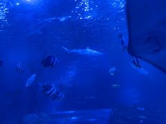 -太平洋海底世界