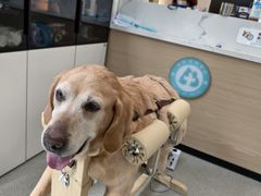 -西安京西宠物医院·瘫痪·疑难杂症