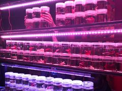 -华声天桥民俗文化园