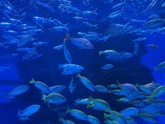 -海合安成都极地海洋公园
