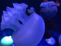 -欢乐海岸海洋奇梦馆