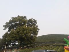 -听风阁农家私房菜茶楼(龙坞店)
