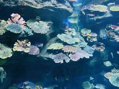 -暹罗海洋世界