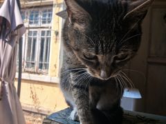 -海边的猫和咖啡馆