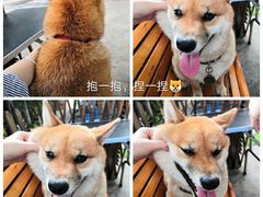 -柴犬高等学院·狗咖·柴犬售卖·宠物训练