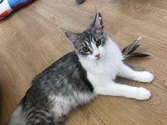 -1013 PET SHOP精品宠物商店(丁香店)