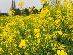 -爱达乐面包生日蛋糕(郫县时代天街店)