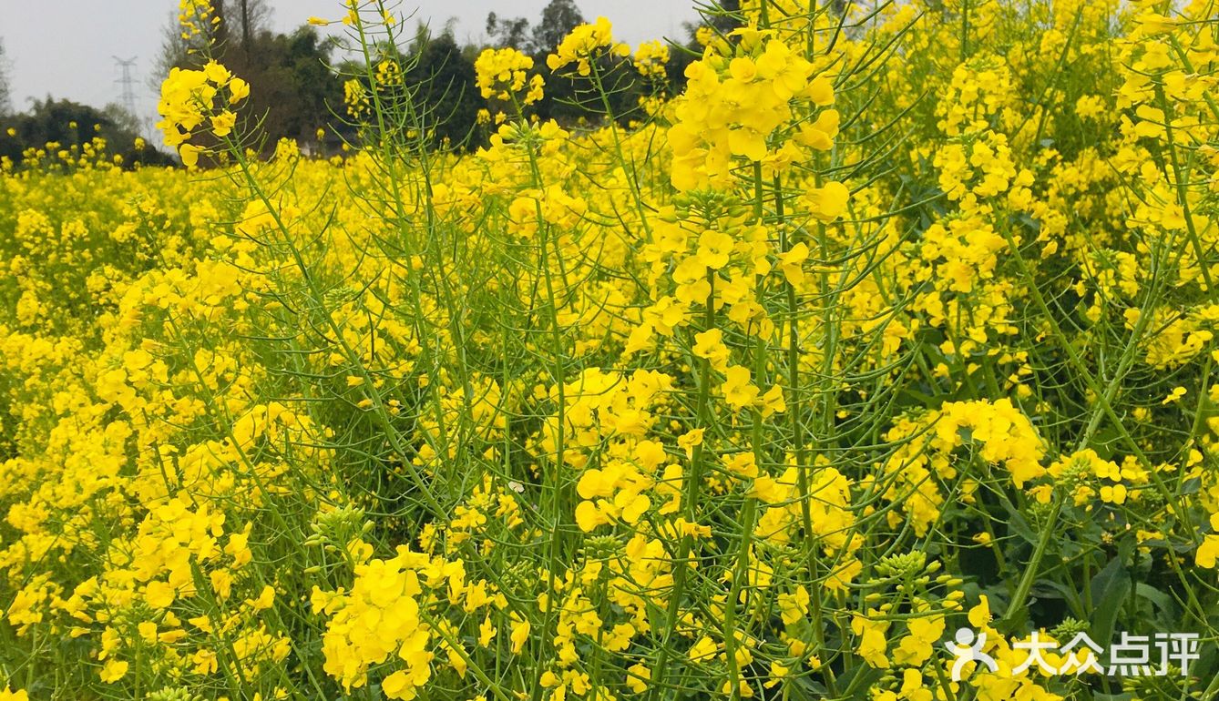 开车往温江永宁方向找到了一片无人的油菜花地儿