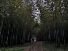 -求雨山文化公园