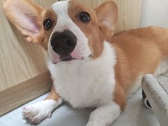 -安安宠医宠物医院·异宠·犬猫内科(岳阳分院)