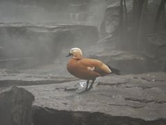 -中国大熊猫保护研究中心雅安碧峰峡基地