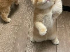 -唐小姐の猫狗洗护·购宠旗舰店(周浦万达店)