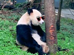 -都江堰中华大熊猫苑