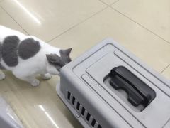 -瑞派动物医院·猫专科·至诚(江南中分院)