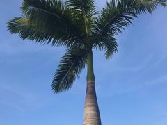 -夏威夷珍珠港