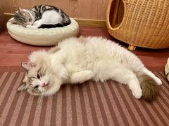 -MOCHA明星猫咖(田子坊店)