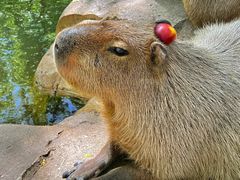 -北京野生动物园