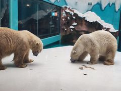 -哈尔滨极地公园