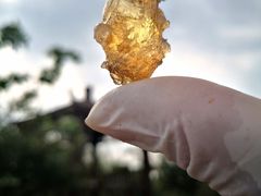 -樂桃源奉贤黄桃种植采摘基地