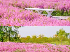 -花开海上生态园