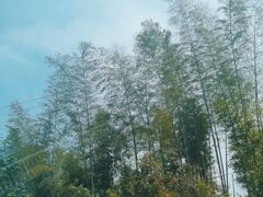 -蜀南竹海景区