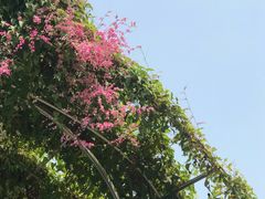 -百万葵园