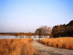 -贡湖湾湿地公园