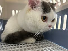 -瑞鹏宠物医院·爱宠堂·骨外专科(西荷分院)