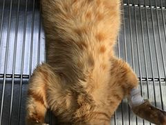 -荔康动物医院(康王北路店)