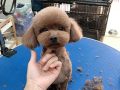 -沐沐家宠物(成寿寺店)