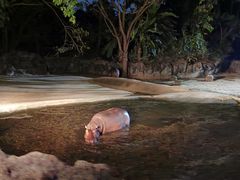 -清迈夜间动物园