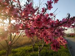 -天津东丽湖风景区