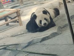 -武汉动物园