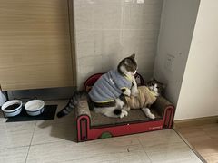 -猫爷宠物生活馆·撸猫馆