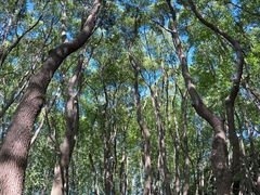 -昆山城市生态森林公园