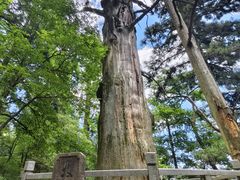 -天目山大树王景区