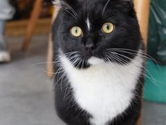 -帕帕拉兹宠物(亚洲旗舰店)