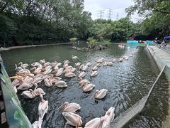 -广州长隆飞鸟乐园