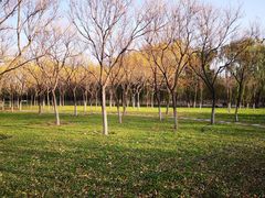 -大兴滨河森林公园