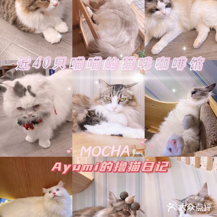 魔都夏日撸猫胜地｜Mocha猫咪咖啡🐱☕️